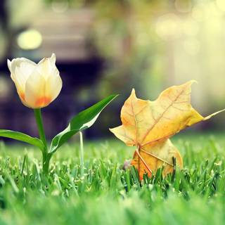 Desktop tulip wallpaper