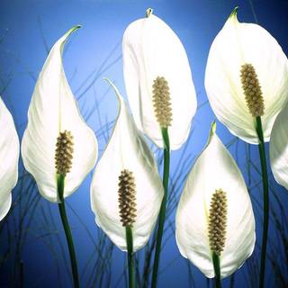 Peace photography wallpaper