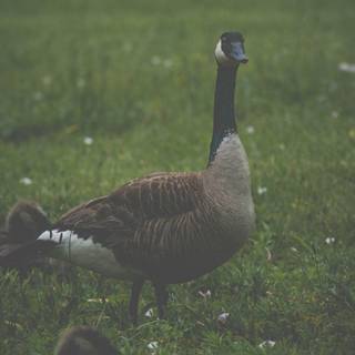 Canada Goose logo wallpaper
