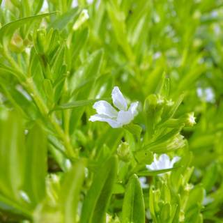 Love plants wallpaper