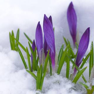 First spring flowers wallpaper