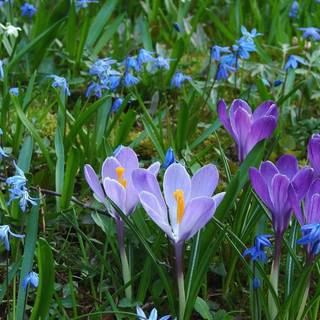 First spring flowers wallpaper