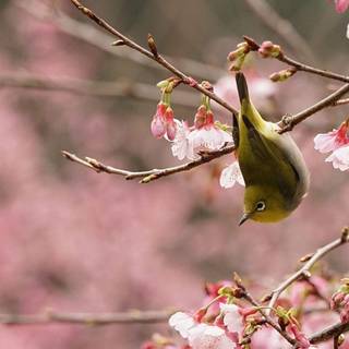 Japanese White-Eye bird wallpaper