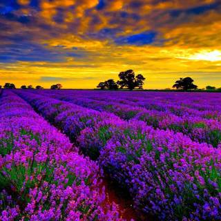 Lavender field wallpaper