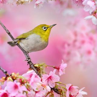 Japanese White-Eye bird wallpaper