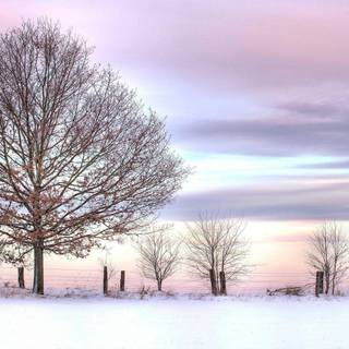 Winter field wallpaper