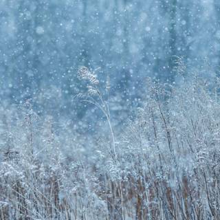 Winter field wallpaper