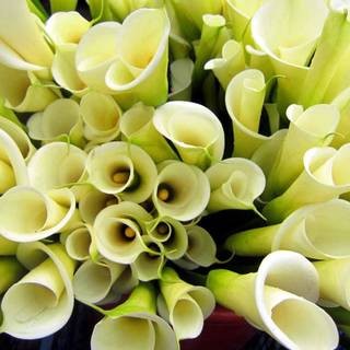 Calla Lilies computers wallpaper