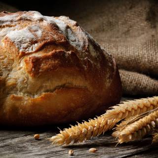 Bread wheat wallpaper