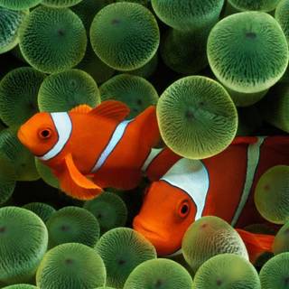 Woke iPhone wallpaper