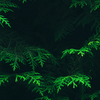 Black green nature HD iPhone wallpaper