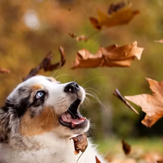 Fall dogs wallpaper