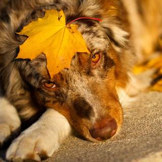 Fall dogs wallpaper