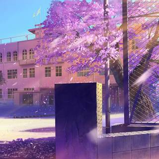 Cherry Blossom anime wallpaper