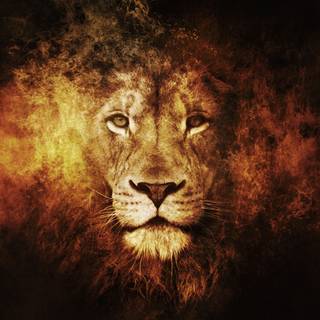 Lion HD 1080p desktop wallpaper
