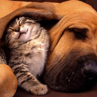 National Love Your Pet Day wallpaper