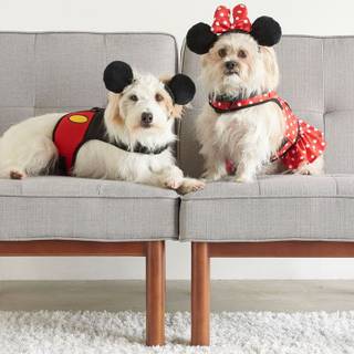 National Love Your Pet Day wallpaper