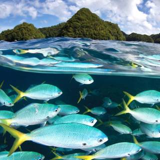 Snorkeling HD wallpaper