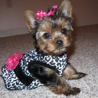 Baby Yorkie wallpaper