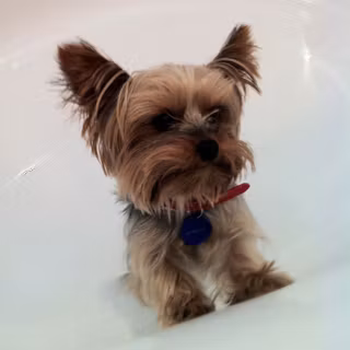 Baby Yorkie wallpaper