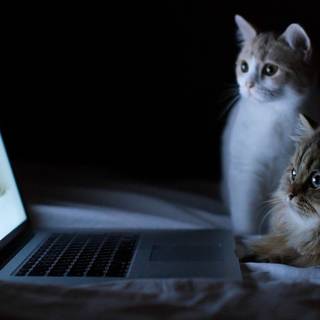 Cat computer wallpaper