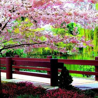 1920x1200 spring wallpaper