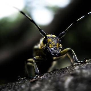 Mind Blowing mobile wallpaper