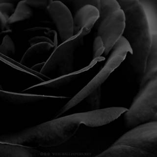 Black roses desktop wallpaper