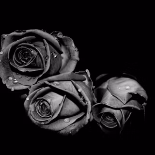Black roses desktop wallpaper