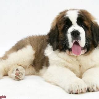 St Bernard puppy desktop wallpaper