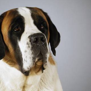 St Bernard puppy desktop wallpaper