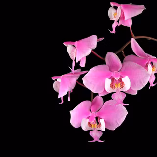Pink orchid wallpaper