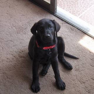 Black Labrador computer wallpaper