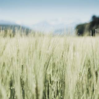 Spring wind wallpaper