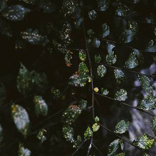 Green VSCO wallpaper