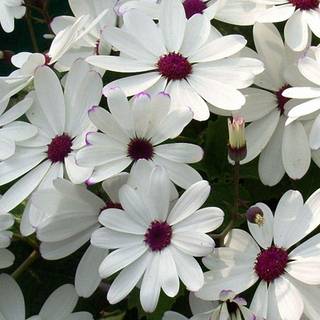 Flowers iPhone wallpaper