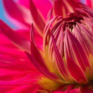 Flowers iPhone wallpaper