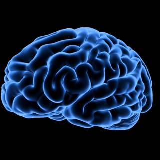 Human brain HD wallpaper