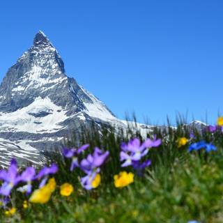 Spring flowers Alps wallpaper