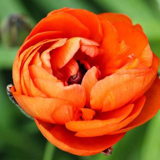 Orange ranunculus wallpaper