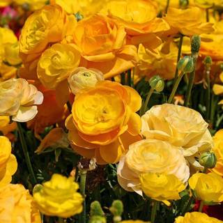 Orange ranunculus wallpaper