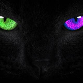 Kitten with different color eyes wallpaper