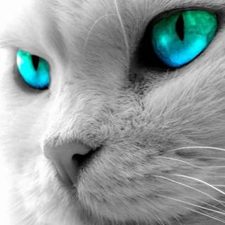Kitten with different color eyes wallpaper