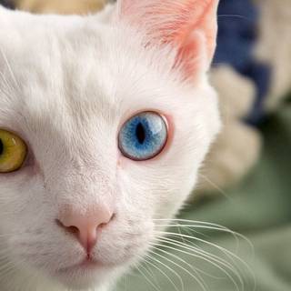 Kitten with different color eyes wallpaper
