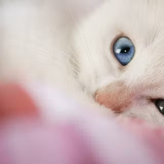Kitten with different color eyes wallpaper