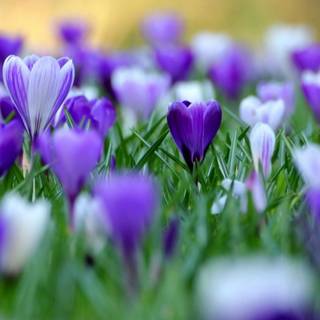 Purple crocus wallpaper