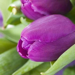 Tulips magenta wallpaper