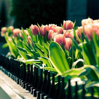 Spring for computers wallpaper