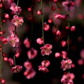 Spring for computers wallpaper