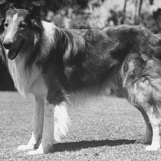 Lassie 1994 wallpaper